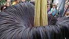 Titanwurz am Ende ihrer Blüte in der Stuttgarter Wilhelma. Die Titanwurz oder Titanenwurz (Amorphophallus titanum) gilt als größte Blume der Welt. Ihre Blüte besteht meist nur ein bis zwei Tage lang, dann verwelkt sie bereits. | Bild: picture-alliance/dpa