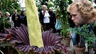 Titanwurz bei der Blüte im Botansichen Garten Kopenhagen. Die Titanwurz oder Titanenwurz (Amorphophallus titanum) gilt als größte Blume der Welt und verströmt beim Blühen einen penetranten Aasgeruch. | Bild: picture-alliance/dpa