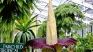 Titanwurz bei ihrer dritten Blüte in nur fünf Jahren im Fairchild Tropical Garden in Miami (USA). Die Titanwurz oder Titanenwurz (Amorphophallus titanum) gilt als größte Blume der Welt und blüht meist nur alle drei Jahre. | Bild: picture-alliance/dpa