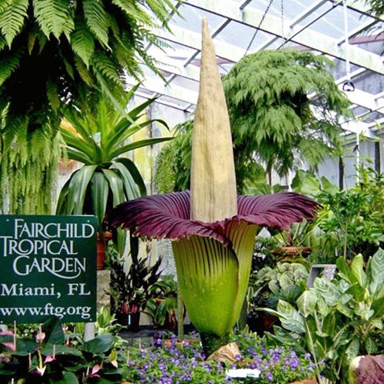Titanwurz bei ihrer dritten Blüte in nur fünf Jahren im Fairchild Tropical Garden in Miami (USA). Die Titanwurz oder Titanenwurz (Amorphophallus titanum) gilt als größte Blume der Welt und blüht meist nur alle drei Jahre. | Bild: picture-alliance/dpa