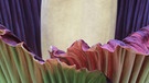 Titanwurz bei der Blüte 2014 in den Grusonschen Gewächshäusern in Magdeburg. Bei Beginn der kurzen Blüte entfaltet sich das Hochblatt der Pflanze. Die Titanwurz oder Titanenwurz (Amorphophallus titanum) gilt als größte Blume der Welt. | Bild: picture-alliance/dpa