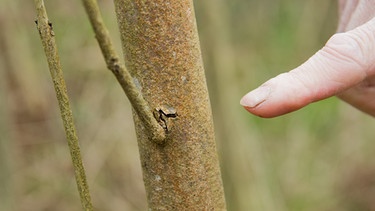 Verschiedenste Schädlinge setzen den Bäumen im Wald zu. Ein Pilz aus Asien lässt zum Beispiel Eschen absterben. | Bild: picture alliance / Julian Stratenschulte/dpa | Julian Stratenschulte