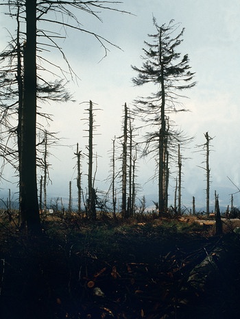 Waldsterben durch "sauren Regen" war vor allem vor den 1990er-Jahren ein großes Problem. Heute setzen dem Wald in Bayern andere Faktoren zu. | Bild: picture-alliance/dpa