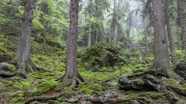 Der Wald in Bayern kämpft gegen Trockenheit, Stürme und den Borkenkäfer. Die große Herausforderung: Das Ökosystem und den Lebensraum Wald fit für die Zukunft zu machen. Im Bayerischen Wald gibt es bereits an vielen Orten wieder naturnahen Mischwald. | Bild: picture-alliance/dpa