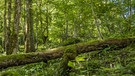 Wald am Königssee, Deutschland, Bayern, Oberbayern, Berchtesgaden Nationalpark  | Bild: picture alliance-dpa/blickwinkel/allOver/TPH