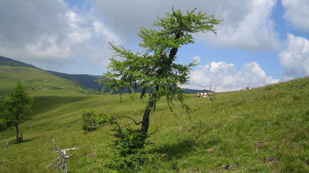 Vereinzelt stehende Bäume markieren die Zone zwischen natürlicher Waldgrenze und Baumgrenze auf etwa 1.800 Metern Höhe am Wöllaner Nock (2145 Meter) in Kärnten in Österreich. | Bild: picture-alliance/dpa/Beate Schleep