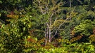 Regenwald auf Borneo. | Bild: picture alliance-dpa/Bildagentur-online/Nilsen-McPhoto
