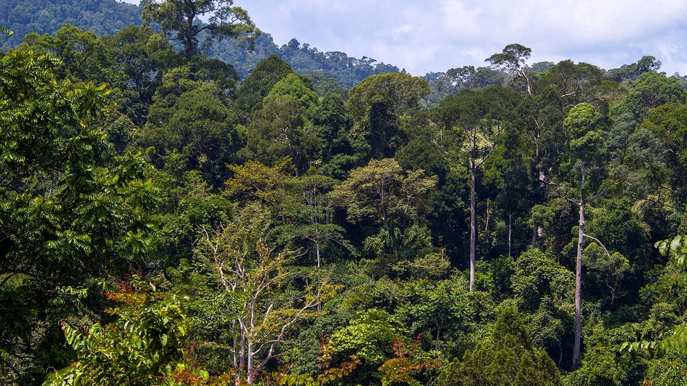 Regenwald auf Borneo. | Bild: picture alliance-dpa/Bildagentur-online/Nilsen-McPhoto