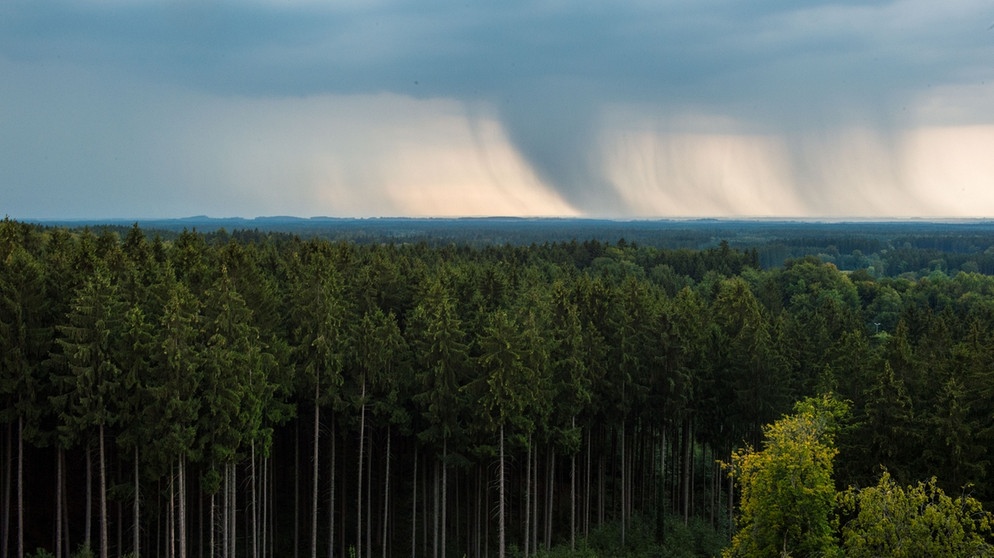 Spezieller Wald in Bayern: Die Wälder südöstlich von München und Ebersberg sind Bannwälder. | Bild: Gewitterwolken und Regen sind über dem Ebersberger Forst zu sehen.