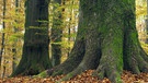 Stamm einer Rotbuche im  Waldschutzgebiet "Metzger", unweit des Naturwaldreservats Eichhall im Spessart. | Bild: picture-alliance/dpa