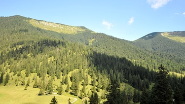 Bergschutzwald bei Garmisch-Partenkirchen. Bergwälder übernehmen besondere Schutzfunktionen, ein Großteil davon ist deshalb als Schutzwald definiert. Beim Wald in Bayern nimmt der Bergwald deshalb eine besondere Stellung ein. | Bild: picture-alliance/dpa