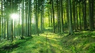 Fichten im Wald | Bild: picture-alliance/dpa