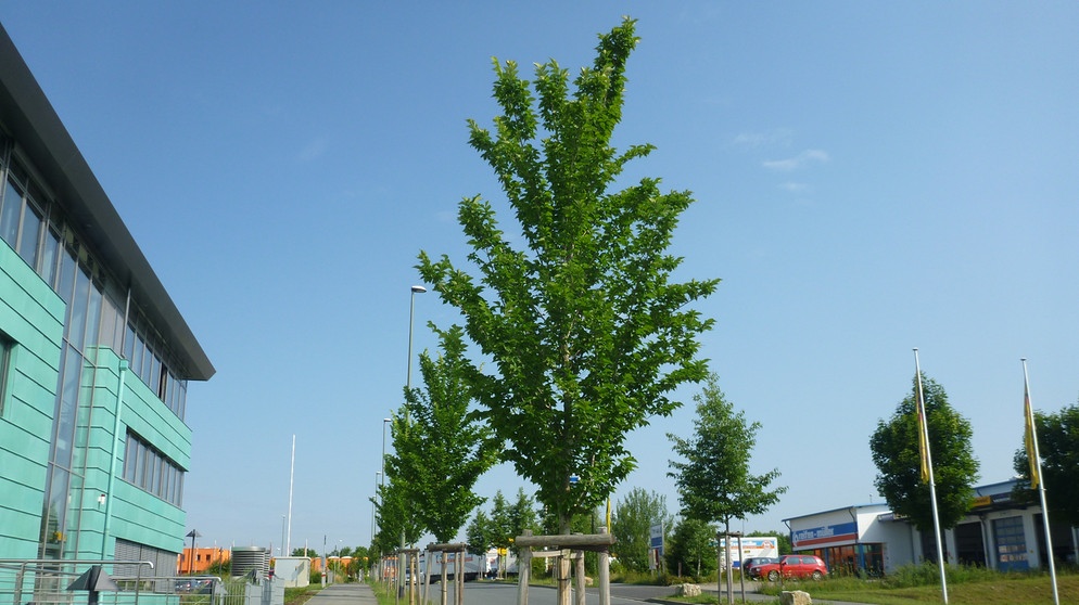 Getestet bei "Stadtgrün 2021": Stadtbaum die Ulmenart Ulmus Lobel | Bild: Susanne Böll / Bayerische Landesanstalt für Weinbau und Gartenbau 