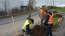 Projekt "Stadtgrün 2021": Pflanzung eines Baums in Würzburg | Bild: Susanne Böll / Bayerische Landesanstalt für Weinbau und Gartenbau 