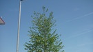 Klimawandel-Projekt "Stadtgrün 2021": Test-Baum Ostrya carpinifolia | Bild: Susanne Böll / Bayerische Landesanstalt für Weinbau und Gartenbau 