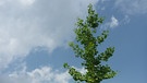 Klimawandel-Projekt "Stadtgrün 2021": Test-Baum Ginkgo | Bild: Susanne Böll / Bayerische Landesanstalt für Weinbau und Gartenbau 