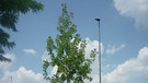 Klimawandel-Projekt "Stadtgrün 2021": Test-Baum Acer monspessulanum, Französisches Ahorn | Bild: Susanne Böll / Bayerische Landesanstalt für Weinbau und Gartenbau 