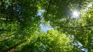 Der Wald in Bayern liefert uns durch die Fotosynthese unsere wichtigste Lebensgrundlage: Sauerstoff. | Bild: picture-alliance/dpa/Patrick Pleul/dpa-Zentralbild