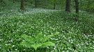 Im Wald in Bayern gibt es viele verschiedene Pflanzenarten. Hier im Bild unter anderem Bärlauch und wilder Knoblauch. | Bild: picture alliance / blickwinkel