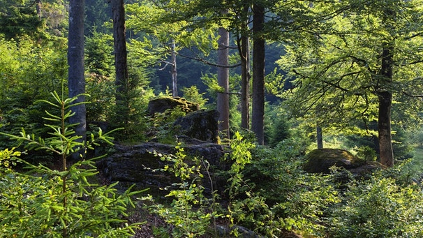 Mischwald: Zuwachsende Lichtung im Nationalpark Bayerischer Wald | Bild: picture alliance/blickwinkel/K. Wothe