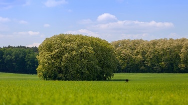 Eine blühende Braumgruppe mit Robinien steht auf einem saftigen grünen Feld.  | Bild: picture alliance / Andreas Franke | Andreas Franke
