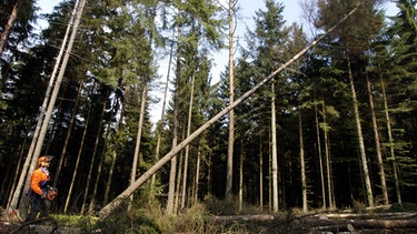 Waldarbeiter fällt Baum | Bild: picture-alliance/dpa