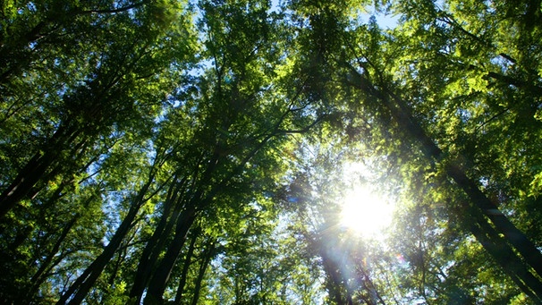 Der Wald in Bayern hat viele Funktionen: Er ist ein produktives Ökosystem und wichtiger Lebensraum, er filtert die Luft und unser Trinkwasser, schützt vor Lawinen und Erdrutschen, bindet Kohlendioxid und bietet Erholung beim Waldbaden. | Bild: picture-alliance/dpa