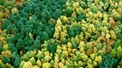 Wald von oben. Der Wald in Bayern hat viele Funktionen: Er ist ein produktives Ökosystem und wichtiger Lebensraum, er filtert die Luft und unser Trinkwasser, schützt vor Lawinen und Erdrutschen, bindet Kohlendioxid und bietet Erholung. | Bild: picture-alliance/dpa