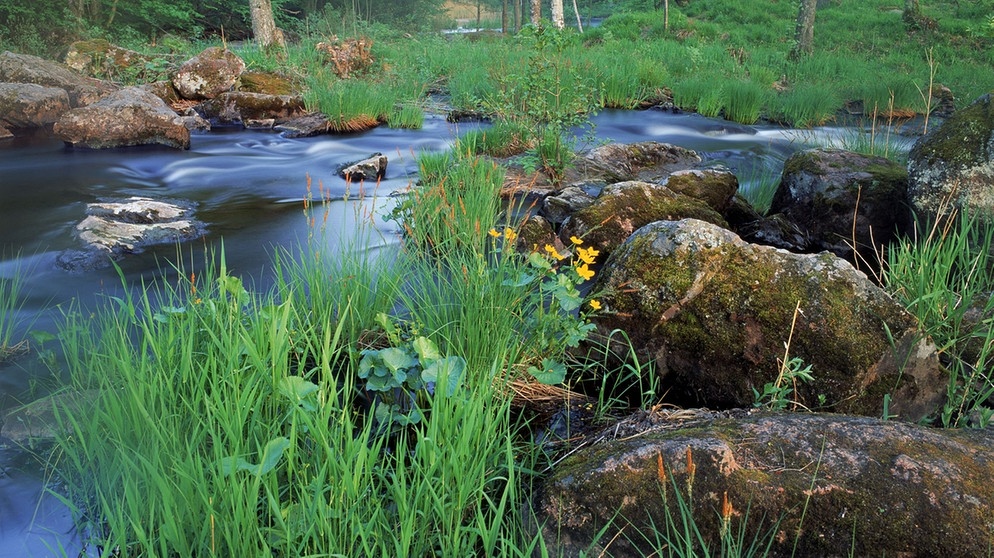 Ein Waldbach in Schweden. Der Wald in Bayern hat viele Funktionen: Er ist ein produktives Ökosystem und wichtiger Lebensraum, er filtert die Luft und unser Trinkwasser, schützt vor Lawinen und Erdrutschen, bindet Kohlendioxid und bietet Erholung. | Bild: picture-alliance/dpa
