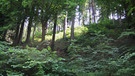 Ein Bergwald. Der Wald in Bayern hat viele Funktionen: Er ist ein produktives Ökosystem und wichtiger Lebensraum, er filtert die Luft und unser Trinkwasser, schützt vor Lawinen und Erdrutschen, bindet Kohlendioxid und bietet Erholung. | Bild: picture-alliance/dpa