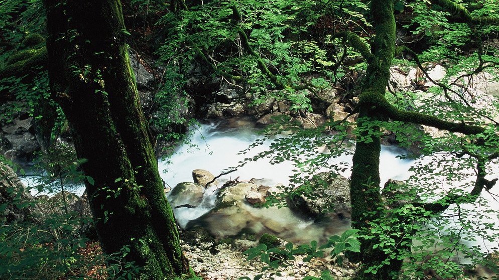 Bergwald am Zugspitzmassiv. Der Wald in Bayern hat viele Funktionen: Er ist ein produktives Ökosystem und wichtiger Lebensraum, er filtert die Luft und unser Trinkwasser, schützt vor Lawinen und Erdrutschen, bindet Kohlendioxid und bietet Erholung. | Bild: picture-alliance/dpa