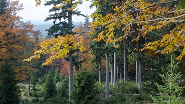 Mischwald in Bayern: im Nationalpark Bayerischer Wald | Bild: picture-alliance/dpa/ZB/Patrick Pleul