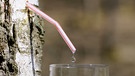 Waldpflanze: Birkenwasser aus der Birke ist reich an Spurenelementen. | Bild: picture-alliance/dpa