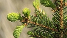 Waldpflanzen: Triebe einer Fichte | Bild: picture-alliance/dpa
