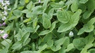 Waldpflanze Giersch - wirkt gegen Gicht, weil er Harnsäure ausleitet. | Bild: picture-alliance/dpa
