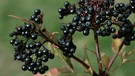 Waldpflanze: Zwergholunder - seine Beeren sind im Gegensatz zu den Beeren des Schwarzen Holunders giftig. | Bild: picture-alliance/dpa