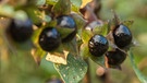Gefährliche Beere aus dem Wald: die Schwarze Tollkirsche | Bild: picture alliance/chromorange