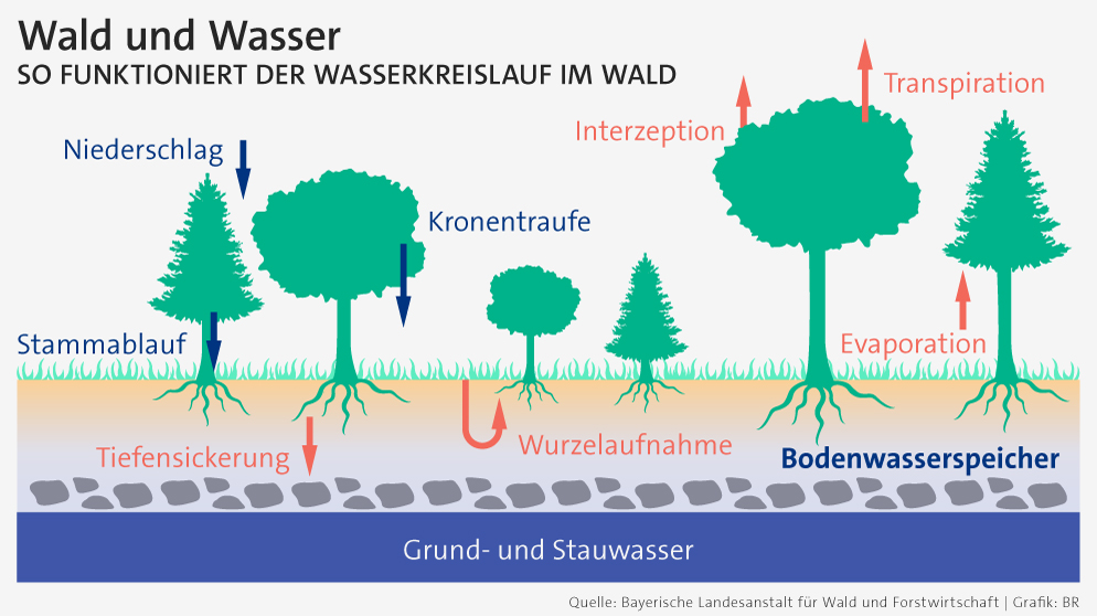 Infografik: Wasserkreislauf Wald | Bild: BR/Maxi Schumann