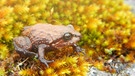Ein prominenter Name als Pate für einen männlichen Frosch aus Peru, der nach dem britischen Tierfilmer David Attenborough benannt ist. | Bild: Edgar Lehr/dpa 