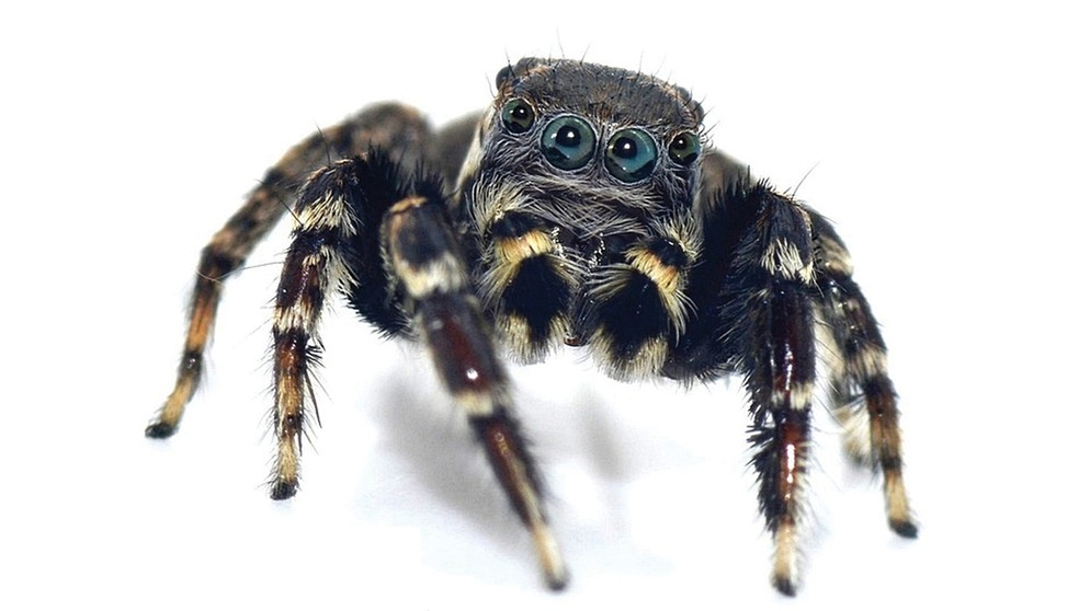 Spinne Jotus karllagerfeldi, benannt nach Karl Lagerfeld | Bild: Mark Newton