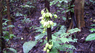 Eine neu entdeckte Baumart wurde nach dem Schauspieler Leonardo DiCaprio benannt: Uvariopsis dicaprio. Der Baum wächst ausschließlich im Ebo-Wald in Kamerun. https://doi.org/10.7717/peerj.12614/fig-1 | Bild: Lorna MacKinnon