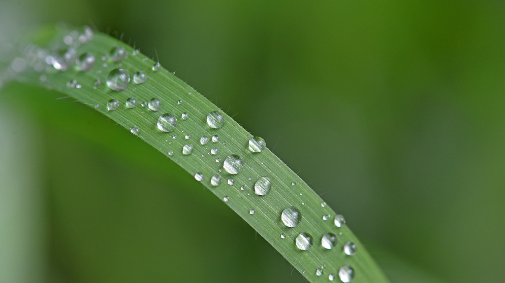 Regentropfen auf einem Grashalm | Bild: picture-alliance/dpa