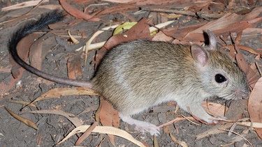 Verdrängt von anderen eingewanderten Tierarten, sogenannten Neozoen: Die Bürstenschwanz-Kaninchen-Ratte stirbt in Australien aus. | Bild: Kym Brennan/picture-alliance/dpa