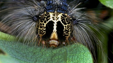 Schwammspinner (Lymantria dispar) | Bild: picture alliance / blickwinkel/ Foto: H. Bellmann/ F. Hecker