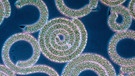 Bakterien sind die ersten Symbiosen in der Natur eingegangen. Hier sind Cyanobakterien, auch Blaualgen genannt, zu sehen. Mittlerweile sind in der Biologie viele verschiedene Symbiosen bekannt. | Bild: picture-alliance/dpa/Dr.Frieder Sauer/OKAPIA