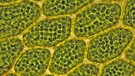 Chloroplasten sind durch Symbiose entstanden. Die Mini-Organe sind in Pflanzenzellen für die Fotosynthese zuständig. In der Biologie sind mittlerweile viele verschiedene Symbiosen bekannt: Unterschiedlichste Arten leben zusammen und profitieren beide davon. | Bild: picture-alliance/dpa/blickwinkel