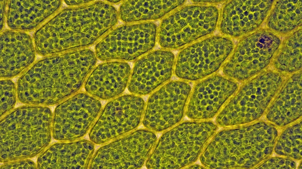 Chloroplasten sind durch Symbiose entstanden. Die Mini-Organe sind in Pflanzenzellen für die Fotosynthese zuständig. In der Biologie sind mittlerweile viele verschiedene Symbiosen bekannt: Unterschiedlichste Arten leben zusammen und profitieren beide davon. | Bild: picture-alliance/dpa/blickwinkel