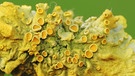 Eine besondere Symbiose findet man in der Natur bei Flechten (hier: Gelbe Wandschüsselflechte): Flechten sind eigentlich Doppelwesen aus Pilzen und Algen. Von Symbiosen spricht man in der Biologie, wenn verschiedene Arten zusammenleben und voneinander profitieren. | Bild: picture-alliance/dpa/imageBROKER