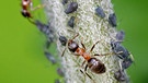 Ameisen und Blattläuse bilden in der Natur die perfekte Symbiose. Die Blattläuse verköstigen die Ameisen mit Honigtau, dafür werden sie von den Ameisen beschützt. Von dieser Lebensgemeinschaft profitieren beide Arten. In der Biologie sind noch viele weitere Symbiosen bekannt. | Bild: picture-alliance/dpa