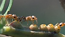 Ein Beispiel für Symbiose in der Natur: Akazien und Ameisen. Von ihrem Zusammenleben profitieren beide Arten. In der Biologie sind noch viele weitere besondere Lebensgemeinschaften, Symbiosen, bekannt. | Bild: picture-alliance/dpa